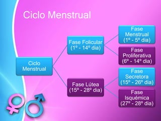 Ciclo Menstrual
Ciclo
Menstrual
Fase Folicular
(1º - 14º dia)
Fase
Menstrual
(1º - 5º dia)
Fase
Proliferativa
(6º - 14º dia)
Fase Lútea
(15º - 28º dia)
Fase
Secretora
(15º - 26º dia)
Fase
Isquémica
(27º - 28º dia)
 