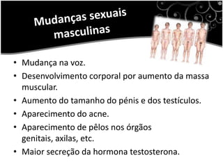 Mudanças sexuais masculinasMudança na voz. Desenvolvimento corporal por aumento da massa muscular. Aumento do tamanho do pénis e dos testículos. Aparecimento do acne. Aparecimento de pêlos nos órgãos genitais, axilas, etc. Maior secreção da hormona testosterona.