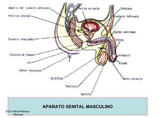 APARATO XENITAL MASCULINO
I.E.S. Otero Pedrayo.
Ourense
 
