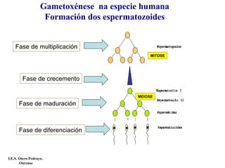 Gametoxénese na especie humana
Formación dos espermatozoides
Fase de multiplicación
Fase de crecemento
Fase de maduración
Fase de diferenciación
MITOSE
MEIOSE
I.E.S. Otero Pedrayo.
Ourense
 