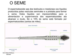 O SEME
O espermatozoide sae dos testículos e mestúrase cos líquidos
producidos polas vesículas seminales e a próstata para formar
o seme. Estes líquidos son imprescindibles para a
alimentación e supervivencia dos espermatozoides ata
alcanzar o óvulo. Só o 10% do seme está formado por
espermatozoides (centos de miles).
I.E.S. Otero Pedrayo.
Ourense
 