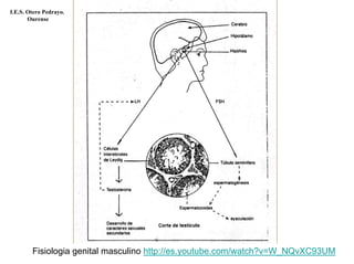 Fisiologia genital masculino
I.E.S. Otero Pedrayo.
Ourense
http://es.youtube.com/watch?v=W_NQvXC93UM
 