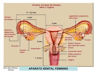 APARATO XENITAL FEMININOI.E.S. Otero Pedrayo.
Ourense
 