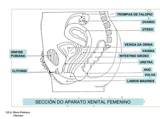 SÍNFISE
PUBIANA
CLÍTORIS
ÚTERO
OVARIO
TROMPAS DE FALOPIO
URETRA
ANO
VAGINA
VEXIGA DA ORINA
INTESTINO GROSO
VULVA
LABIOS MAIORES
SECCIÓN DO APARATO XENITAL FEMENINO
I.E.S. Otero Pedrayo.
Ourense
 