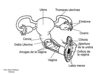 I.E.S. Otero Pedrayo.
Ourense
 
