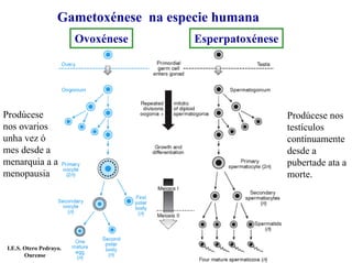Gametoxénese na especie humana
Ovoxénese Esperpatoxénese
Prodúcese nos
testículos
continuamente
desde a
pubertade ata a
morte.
Prodúcese
nos ovarios
unha vez ó
mes desde a
menarquia a a
menopausia
I.E.S. Otero Pedrayo.
Ourense
 