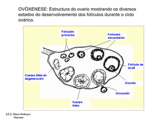 OVÓXENESE: Estructura do ovario mostrando os diversos
estados do desenvolvemento dos folículos durante o ciclo
ovárico.
I.E.S. Otero Pedrayo.
Ourense
 