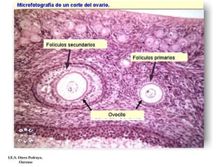 I.E.S. Otero Pedrayo.
Ourense
 