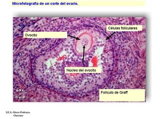I.E.S. Otero Pedrayo.
Ourense
 