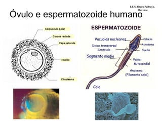 Óvulo e espermatozoide humano
I.E.S. Otero Pedrayo.
Ourense
 