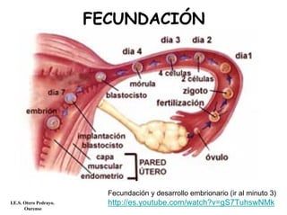 FECUNDACIÓN
Fecundación y desarrollo embrionario (ir al minuto 3)
http://es.youtube.com/watch?v=gS7TuhswNMkI.E.S. Otero Pedrayo.
Ourense
 