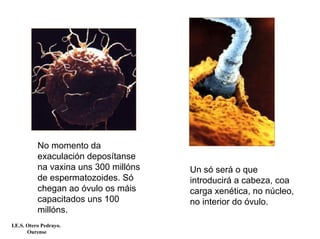 No momento da
exaculación deposítanse
na vaxina uns 300 millóns
de espermatozoides. Só
chegan ao óvulo os máis
capacitados uns 100
millóns.
Un só será o que
introducirá a cabeza, coa
carga xenética, no núcleo,
no interior do óvulo.
I.E.S. Otero Pedrayo.
Ourense
 