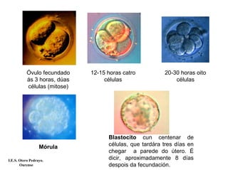 12-15 horas catro
células
20-30 horas oito
células
Óvulo fecundado
ás 3 horas, dúas
células (mitose)
Blastocito cun centenar de
células, que tardára tres días en
chegar a parede do útero. É
dicir, aproximadamente 8 días
despois da fecundación.
Mórula
I.E.S. Otero Pedrayo.
Ourense
 