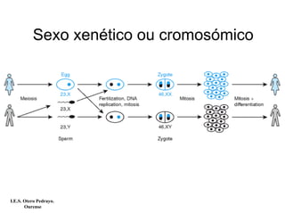 Sexo xenético ou cromosómico
I.E.S. Otero Pedrayo.
Ourense
 