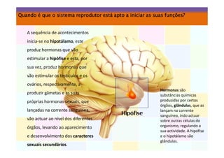 Quando é que o sistema reprodutor está apto a iniciar as suas funções?

A sequência de acontecimentos
inicia-se no hipotálamo, este
produz hormonas que vão
estimular a hipófise e esta, por
sua vez, produz hormonas que
vão estimular os testículos e os
ovários, respectivamente, a
produzir gâmetas e as suas
próprias hormonas sexuais, que
lançadas na corrente sanguínea,
vão actuar ao nível dos diferentes
órgãos, levando ao aparecimento
e desenvolvimento dos caracteres
sexuais secundários.

Hormonas são
substâncias químicas
produzidas por certos
órgãos, glândulas, que as
lançam na corrente
sanguínea, indo actuar
sobre outras células do
organismo, regulando a
sua actividade. A hipófise
e o hipotálamo são
glândulas.

 