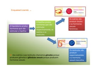 Esquematizando …

O hipotálamo produz
hormonas que vão
estimular a hipófise

A hipófise produz
hormonas que vão
estimular,
respectivamente, os
ovários e os
testículos.

☺ Aos ovários e aos testículos chamamos gónadas porque
produzem gâmetas e glândulas sexuais porque produzem
hormonas sexuais.

Os ovários vão
produzir óvulos
e as hormonas
sexuais
femininas.

Os testículos vão
produzir
espermatozóides
e a hormona
sexual masculina.

 