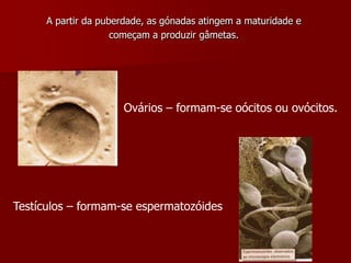 A partir da puberdade, as gónadas atingem a maturidade ecomeçam a produzir gâmetas.Ovários – formam-se oócitos ou ovócitos.Testículos – formam-se espermatozóides