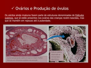  Ovários e Produção de óvulosOs oócitos ainda imaturos fazem parte de estruturas denominadas de Folículos ováricos, que já estão presentes nos ovários das crianças recém-nascidas, mas que se mantêm em repouso até à puberdade.