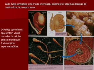 Cada Tubo seminífero está muito enovelado, podendo ter algumas dezenas decentímetros de comprimento.Os tubos seminíferosapresentam váriascamadas de célulasque se multiplicamE vão originar espermatozóides.  