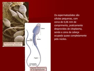 Os espermatozóides sãocélulas pequenas, comcerca de 0,06 mm decomprimento, praticamentedesprovidos de citoplasma,sendo a zona da cabeçaocupada quase completamentepelo núcleo.