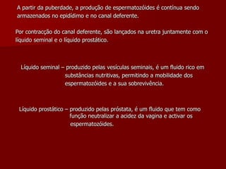 A partir da puberdade, a produção de espermatozóides é contínua sendoarmazenados no epidídimo e no canal deferente.Por contracção do canal deferente, são lançados na uretra juntamente com olíquido seminal e o líquido prostático.Líquido seminal – produzido pelas vesículas seminais, é um fluido rico em                          substâncias nutritivas, permitindo a mobilidade dos                          espermatozóides e a sua sobrevivência.Líquido prostático – produzido pelas próstata, é um fluido que tem como  		   função neutralizar a acidez da vagina e activar os                              espermatozóides. 
