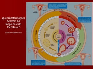 Que transformaçõesocorrem aolongo do cicloMenstrual?(Ficha de Trabalho nº3)