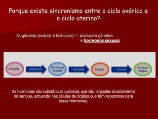 Porque existe sincronismo entre o ciclo ovárico e o ciclo uterino? As gónadas (ovários e testículos)  produzem gâmetas                                                     e hormonas sexuaisAs hormonas são substâncias químicas que são lançadas directamente no sangue, actuando nas células de órgãos que têm receptores para essas hormonas.