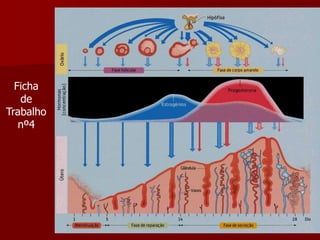 Fichade Trabalho nº4