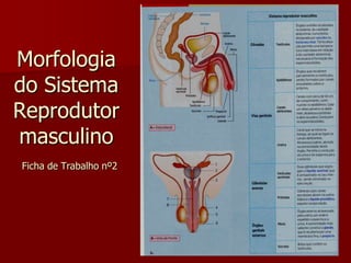 Morfologia do Sistema Reprodutor masculinoFicha de Trabalho nº2 