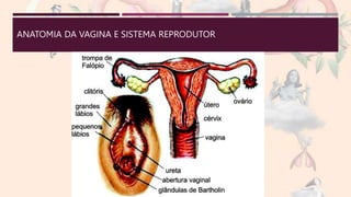 ANATOMIA DA VAGINA E SISTEMA REPRODUTOR
 