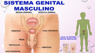 LOCAL DO SISTEMA
GENITAL MASCULINO
SACO ESCROTAL
TESTÍCULOS
PÊNIS
PRÓSTATA
BEXIGA URINÁRIA VESÍCULA SEMINAL
CANAL DEFERENTE
PREPÚCIO
PREPÚCIO
 