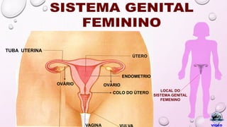 OVÁRIO OVÁRIO
TUBA UTERINA
VAGINA
COLO DO ÚTERO
ÚTERO
ENDOMETRIO
LOCAL DO
SISTEMA GENITAL
FEMENINO
 