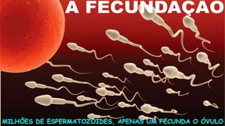 MILHÕES DE ESPERMATOZÓIDES, APENAS UM FECUNDA O ÓVULO
 
