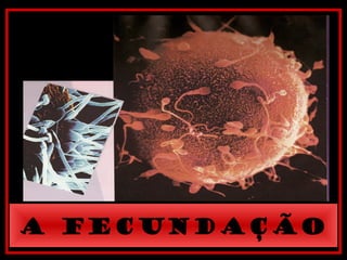 A FECUNDAÇÃO
 