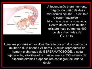 Uma vez por mês um óvulo é liberado por um dos ovários da
mulher e dura apenas 24 horas. A célula reprodutora do
homem é chamada de ESPERMATOZÓIDE, a cada
ejaculação, são liberados mais ou menos 350 milhões de
espermatozóides e apenas um consegue fecundar o
óvulo.
A fecundação é um momento
mágico, da união de duas
minúsculas células - o óvulo e
o espermatozóide –
há o início de uma nova vida.
Dentro do corpo da mulher
existem mais ou menos 400
células chamadas de
ÓVULOS.
 