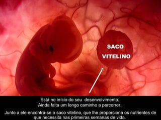 Está no início do seu desenvolvimento.
Ainda falta um longo caminho a percorrer.
Junto a ele encontra-se o saco vitelino, que lhe proporciona os nutrientes de
que necessita nas primeiras semanas de vida.
SACO
VITELINO
 