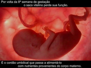 Por volta da 8ª semana de gestação
o saco vitelino perde sua função.
É o cordão umbilical que passa a alimentá-lo
com nutrientes provenientes do corpo materno.
 