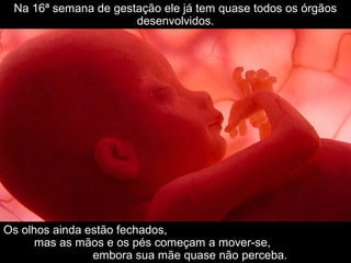 Na 16ª semana de gestação ele já tem quase todos os órgãos
desenvolvidos.
Os olhos ainda estão fechados,
mas as mãos e os pés começam a mover-se,
embora sua mãe quase não perceba.
 