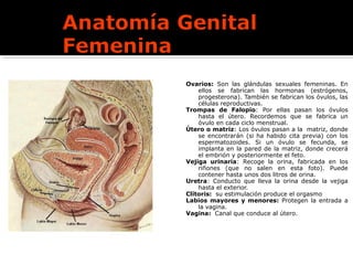Ovarios: Son las glándulas sexuales femeninas. En
ellos se fabrican las hormonas (estrógenos,
progesterona). También se fabrican los óvulos, las
células reproductivas.
Trompas de Falopio: Por ellas pasan los óvulos
hasta el útero. Recordemos que se fabrica un
óvulo en cada ciclo menstrual.
Útero o matriz: Los óvulos pasan a la matriz, donde
se encontrarán (si ha habido cita previa) con los
espermatozoides. Si un óvulo se fecunda, se
implanta en la pared de la matriz, donde crecerá
el embrión y posteriormente el feto.
Vejiga urinaria: Recoge la orina, fabricada en los
riñones (que no salen en esta foto). Puede
contener hasta unos dos litros de orina.
Uretra: Conducto que lleva la orina desde la vejiga
hasta el exterior.
Clítoris: su estimulación produce el orgasmo
Labios mayores y menores: Protegen la entrada a
la vagina.
Vagina: Canal que conduce al útero.
 