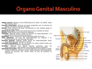 Vejiga urinaria: Recoge la orina (fabricada por el riñón). Su cabida: hasta
dos litros de orina.
Cuerpos cavernosos: Conjunto de vasos sanguíneos que, al llenarse de
sangre, provocan la erección del pene.
Glande: Parte extrema del pene, normalmente la más sensible desde el
punto de vista sexual.
Salida de la uretra: Orificio por donde sale la orina y también el semen.
Escroto: Bolsa de piel que contiene los testículos.
Testículo: Glándula sexual, donde se fabrican los espermatozoides y la
testosterona (hormona sexual femenina).
Epidídimo: Aquí se recogen los espermatozoides antes de su uso.
Vaso deferente: Por aquí los espermatozoides se dirigirán a su
almacenamiento en las vesículas seminales.
Vesícula seminal: Depósito desde donde los espermatozoides serán
expulsados para que cumplan su función.
Conducto eyaculatorio: Por quí se dirigen a la uretra cuando tienen que
salir al exterior durante la eyaculación.
Próstata: Glándula que fabrica líquidos nutrientes para los
espermatozoides, y que también sirve para dar fluidez al esperma.
Glándulas de Cowper: Fabrican un líquido gelatinoso que empieza a gotear
cuando empieza la excitación sexual. Puede arrastrar espermatozoides,
capaces de procrear, aún mucho antes de que se produzca la
eyaculación.
 