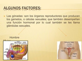 ALGUNOS FACTORES: 
 Las gónadas: son los órganos reproductores que producen 
los gametos, o células sexuales; que también desempeñan 
una función hormonal por lo cual también se les llama 
glándulas sexuales. 
Hombre 
Mujer 
 