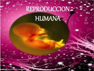 REPRODUCCION
HUMANA
 