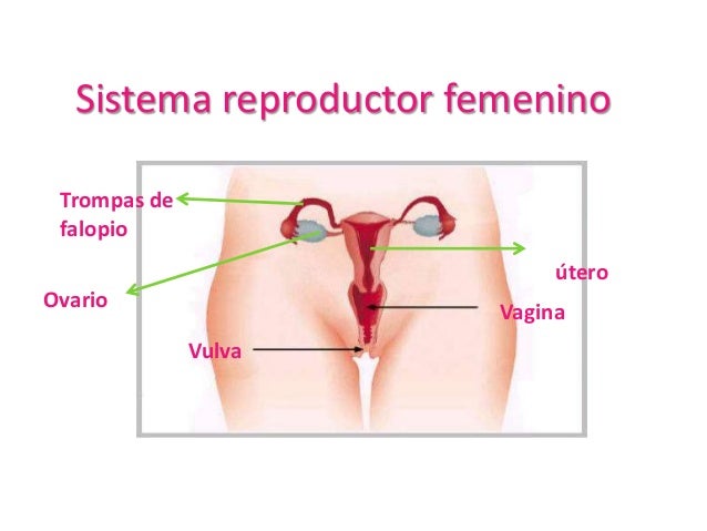 sexualidad y sistema reproductor humano