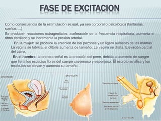 FASE DE EXCITACION
Como consecuencia de la estimulación sexual, ya sea corporal o psicológica (fantasías,
sueños,…)
Se producen reacciones extragenitales: aceleración de la frecuencia respiratoria, aumenta el
ritmo cardiaco y se incrementa la presión arterial.
En la mujer: se produce la erección de los pezones y un ligero aumento de las mamas.
La vagina se lubrica, el clítoris aumenta de tamaño. La vagina se dilata. Elevación parcial
del útero,
En el hombre: la primera señal es la erección del pene, debida al aumento de sangre
que llena los espacios libres del cuerpo cavernoso y esponjoso. El escroto se alisa y los
testículos se elevan y aumenta su tamaño.
 