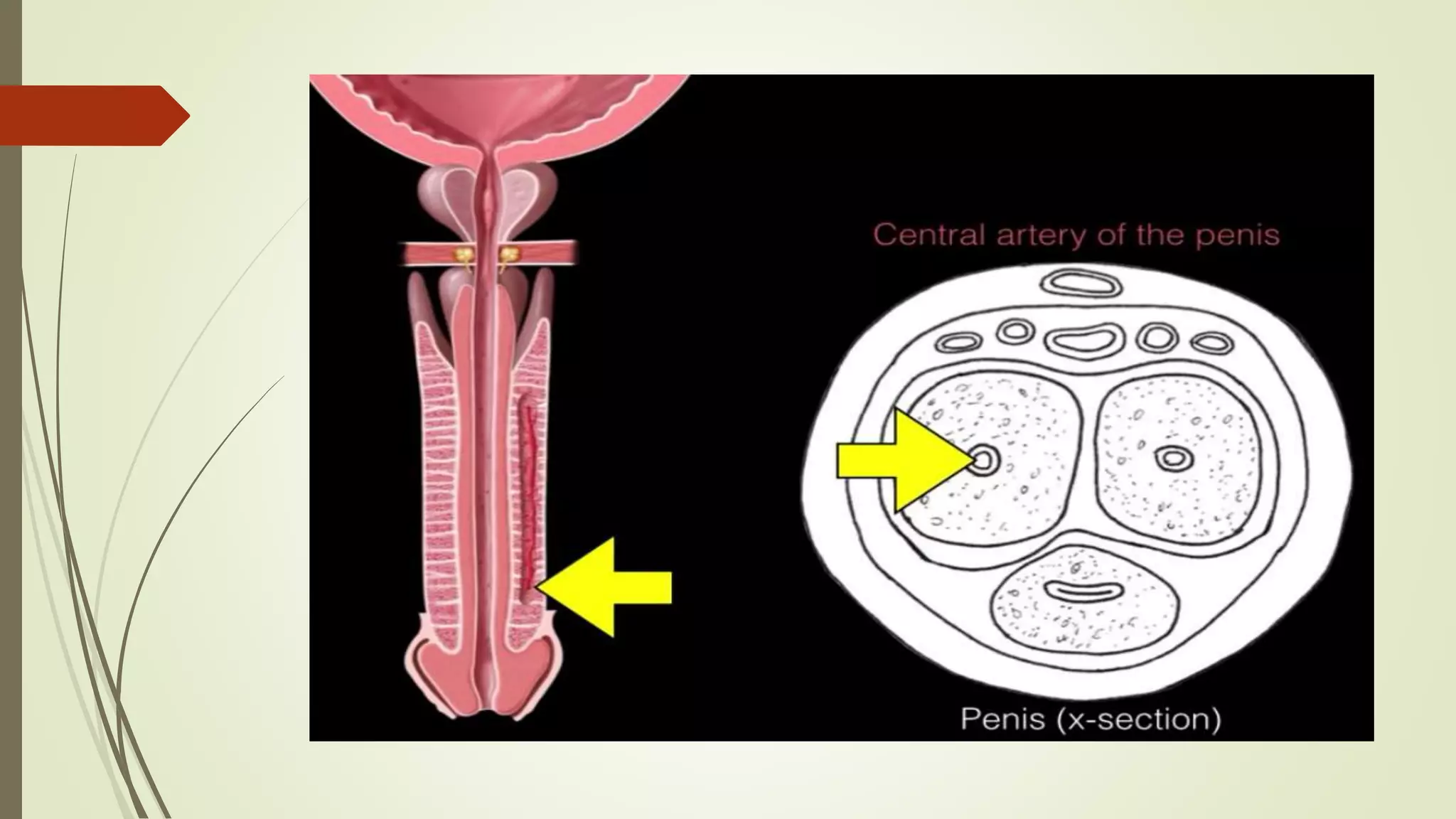 The physiology of human Sexual intercourse PPTX Sexual Conditions