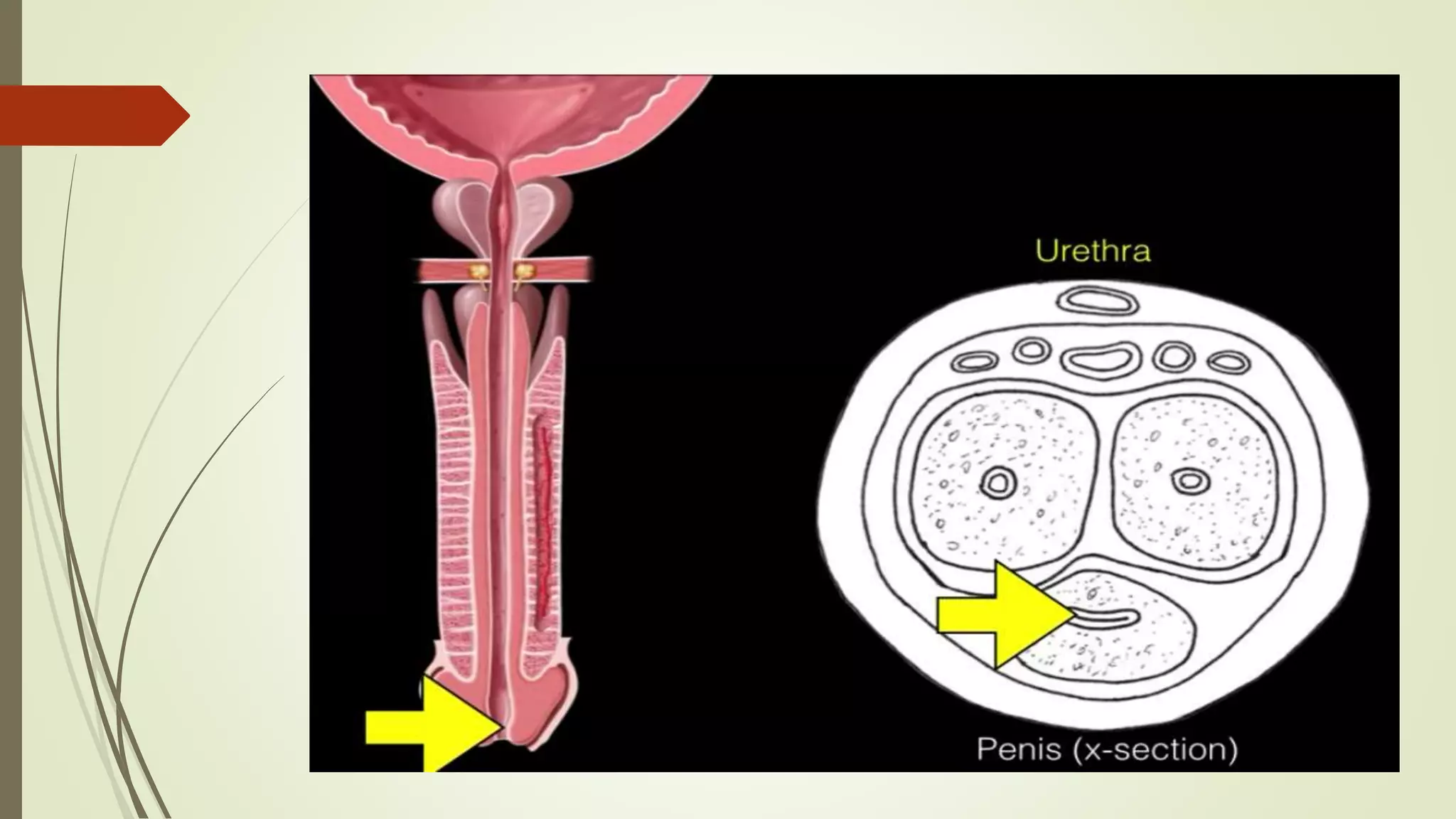 The physiology of human Sexual intercourse | PPTX