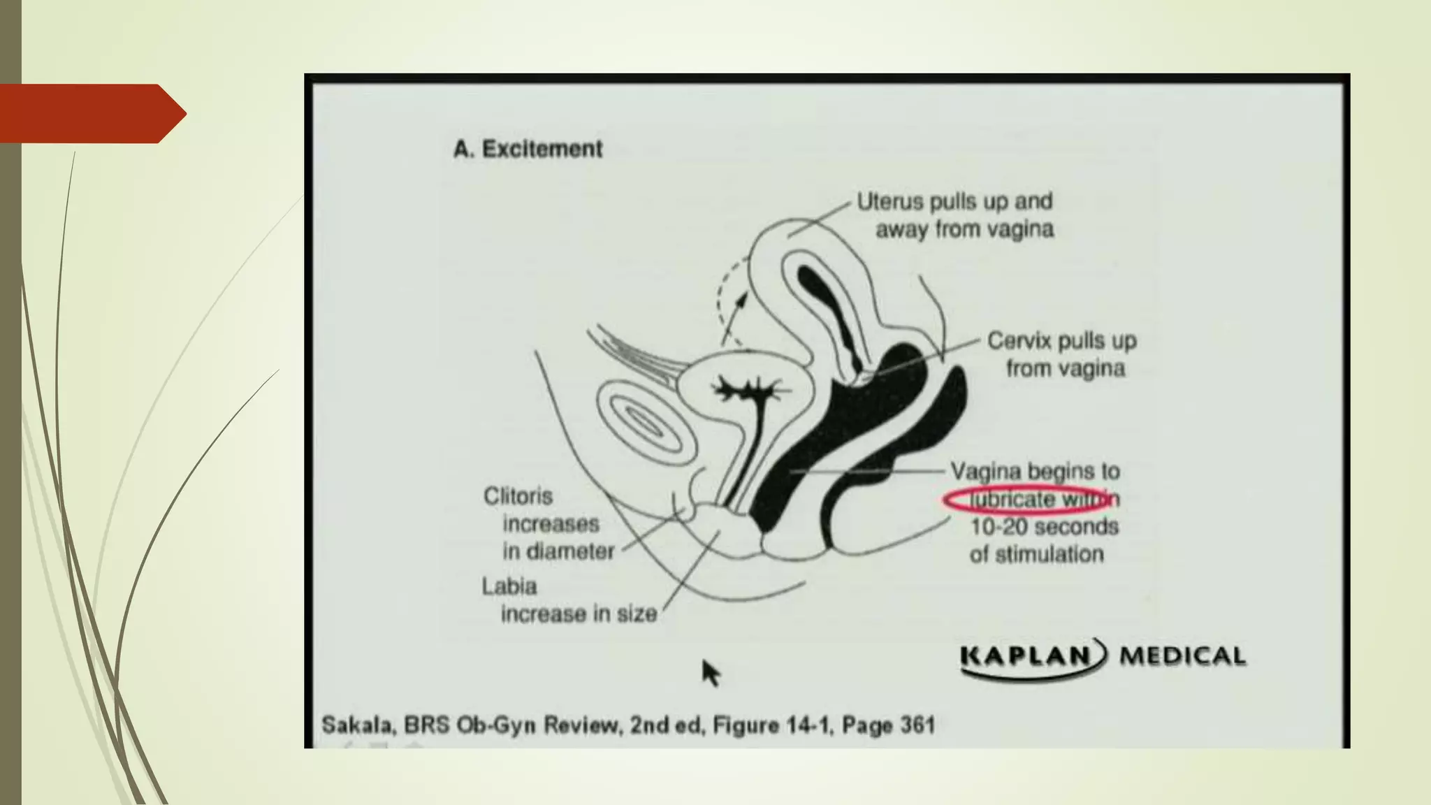 The physiology of human Sexual intercourse | PPTX