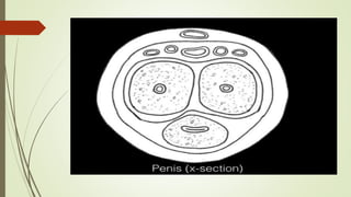Filacio The physiology of human Sexual intercourse | PPTX