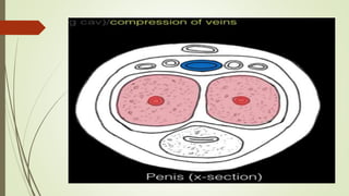 The physiology of human Sexual intercourse | PPTX