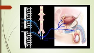 The physiology of human Sexual intercourse | PPTX